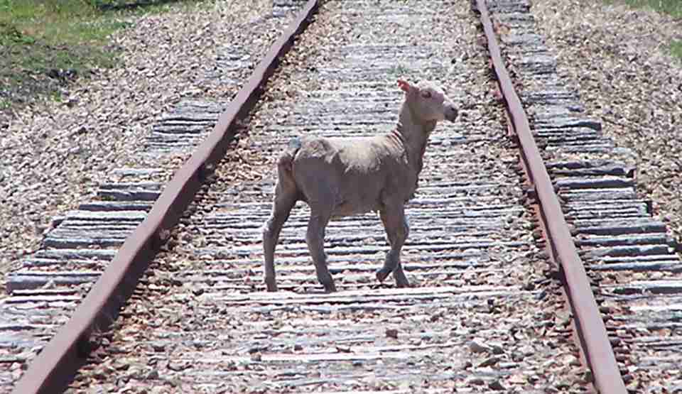 Moving Livestock 960x555